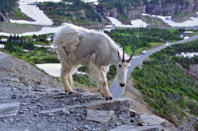 MT - Mountain Goat Long Lens