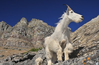 MT - Mountain Goat Wide Angle