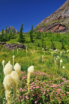 Red Rock Lake Trail - Bear Grass