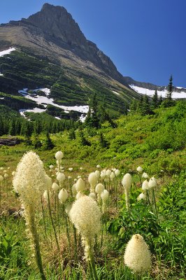 Red Rock Lake Trail - Bear Grass 2