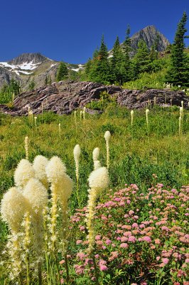 Red Rock Lake Trail - Bear Grass 3