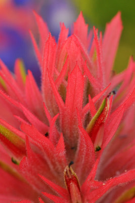 Indian Paintbrush