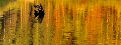 Swiftcurrent Lake Sunrise Reflection