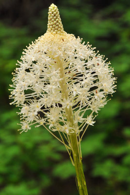 Bear Grass - Iceberg Lake Trail