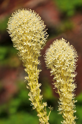 Bear Grass - Red Rock Lake Trail