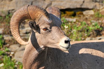 Big Horn Sheep