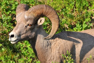 Big Horn Sheep 2