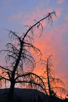 St Mary Lake Sunset - Tree Silhouette