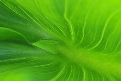 Big Sur - Calla Lilly Leaf Detail