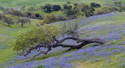 CA - Los Olivos - Lupine & Oak Trees 2
