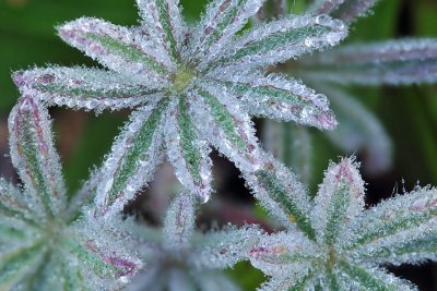 Pacific Valley - Dew Drops on Lupin Leaves