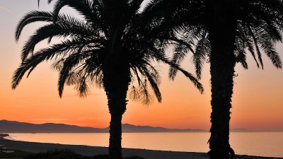Santa Barbara  - Palm Silhouettes