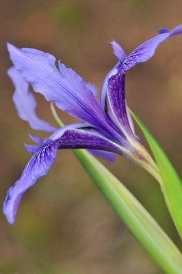 Wild Iris 1