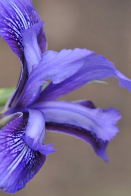 Wild Iris 2