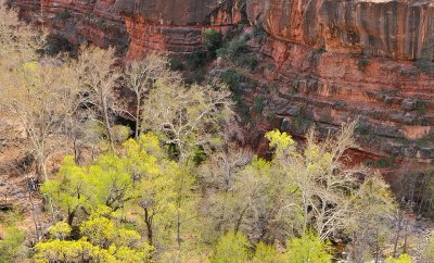 Oak Creek Canyon - Spring Leaves Against Red Rock