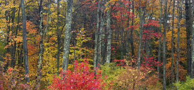 Fall Forest - Manchester, New Hampshire