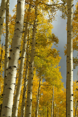 Aspen Fall Color 1