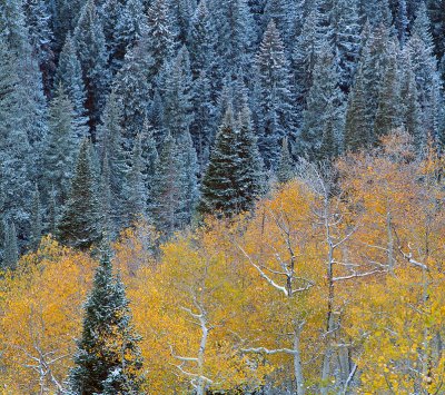 UT - Aspen Fall Color 3