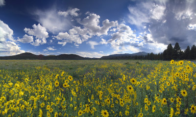 AZ - Bonito Park Flowers 1