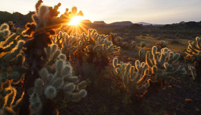 AZ - Cabeza Prieta Chollo Sunflare