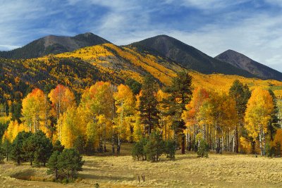 AZ - Flagstaff Fall Color 3