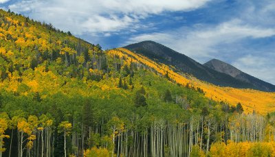 AZ - Flagstaff Fall Color 5