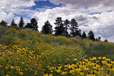 Flagstaff Wildflower Hillside