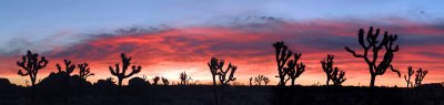 CA - Joshua Tree Sunrise