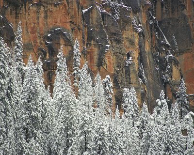 Oak Creek Canyon Snowy Pines