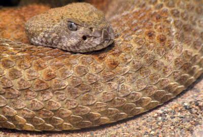 Rattlesnake