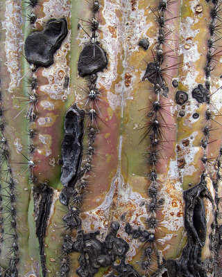 Saguaro Bark