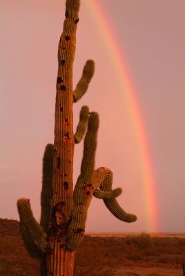 AZ - Saguaro Rainbow