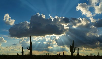 AZ - Saguaro Sun Rays