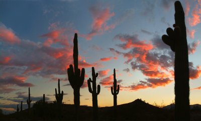 AZ - Saguaro Sunset 2
