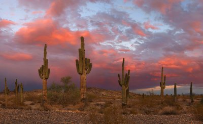 Saguaro Sunset 4