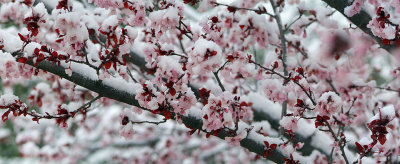 AZ - Sedona - Snowy Japanese Maple 1