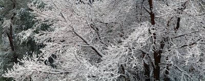 UT - Snowy Treeline 2