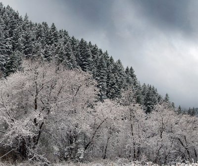 UT - Snowy Treeline 3