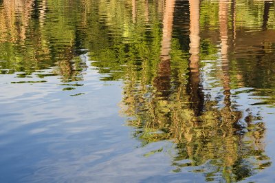 Tree Reflection 1