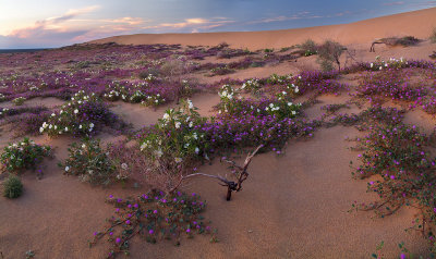 CA - Wildflower Field 5