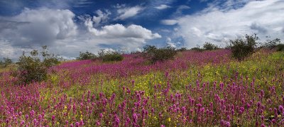 AZ - Wildflower Field 7