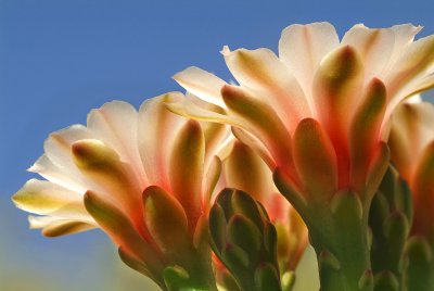 AZ - Chin Cactus Blossoms