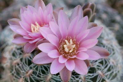 AZ - Gymnocalycium 2