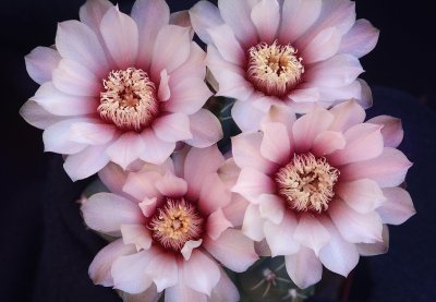 AZ - Gymnocalycium 3