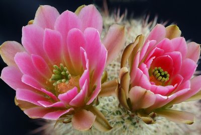 AZ - Phoenix - Hedgehog Blossoms