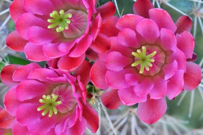 AZ - Phoenix - Rose Claret Cup Blossoms