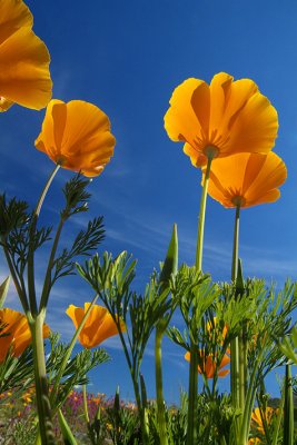 AZ - Poppies 3