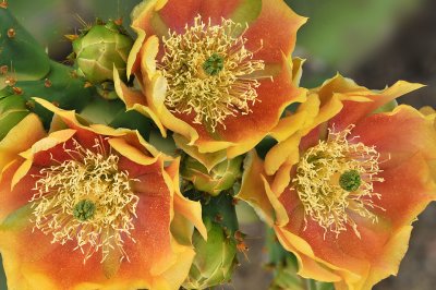 AZ - Prickly Pear 1