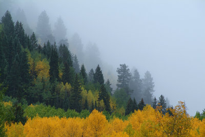 CO - Aspen - Foggy Fall Color