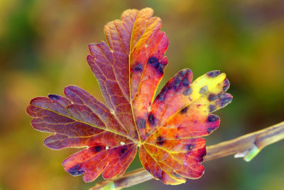 Fall Color Leaf Closeup
